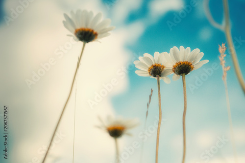 Low angle view of wild daisy flowers blooming in a meadow against a blue sky with clouds. Beautiful vintage cinematic toned background, sunny summer or springtime nature concept.