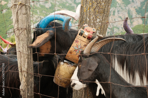 Goats with painted horns and decorated bell standing behind fence