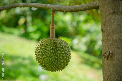 Beautiful durian fruits hang from the tree, waiting to be harvested.