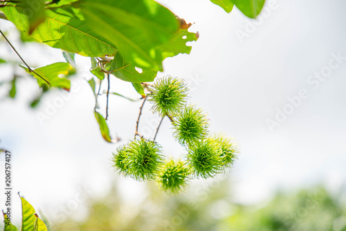 Many rambutan fruits are waiting to ripen on the tree.