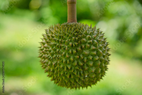 Beautiful durian fruits hang from the tree, waiting to be harvested.