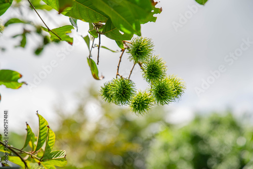 Many rambutan fruits are waiting to ripen on the tree.