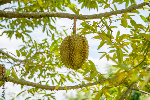 Beautiful durian fruits hang from the tree, waiting to be harvested.