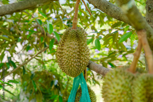 Beautiful durian fruits hang from the tree, waiting to be harvested.