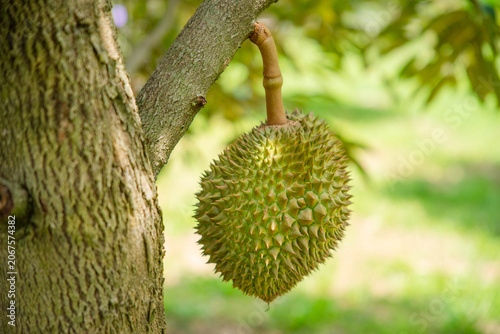 Beautiful durian fruits hang from the tree, waiting to be harvested.