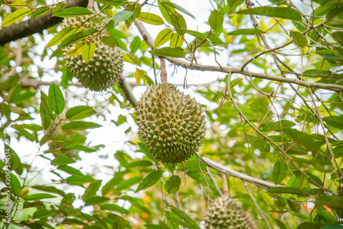 Beautiful durian fruits hang from the tree, waiting to be harvested.