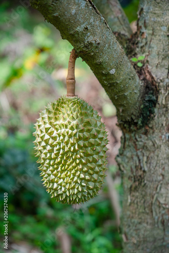 Beautiful durian fruits hang from the tree, waiting to be harvested.