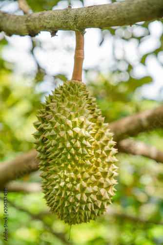 Beautiful durian fruits hang from the tree, waiting to be harvested.