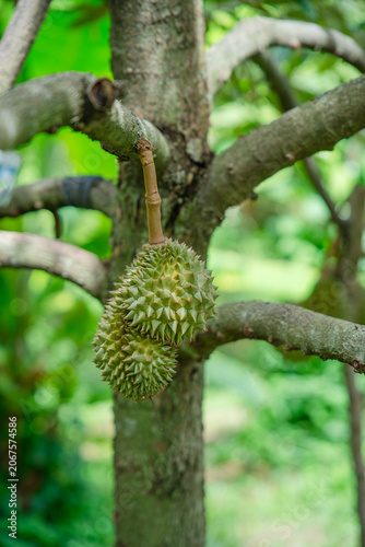 Beautiful durian fruits hang from the tree, waiting to be harvested.
