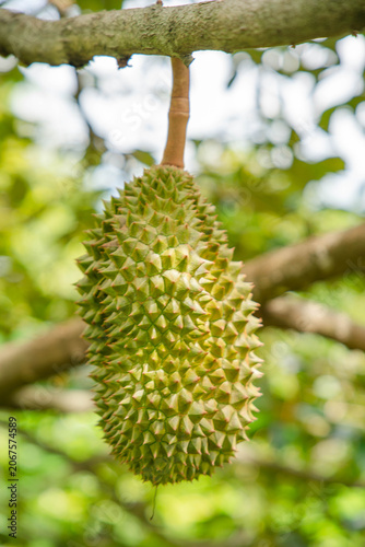 Beautiful durian fruits hang from the tree, waiting to be harvested.