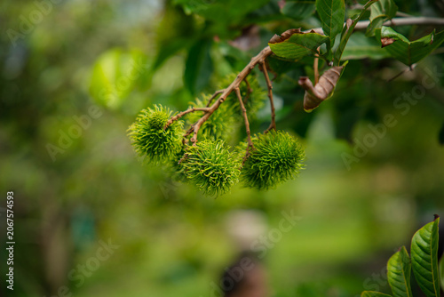 Many rambutan fruits are waiting to ripen on the tree.
