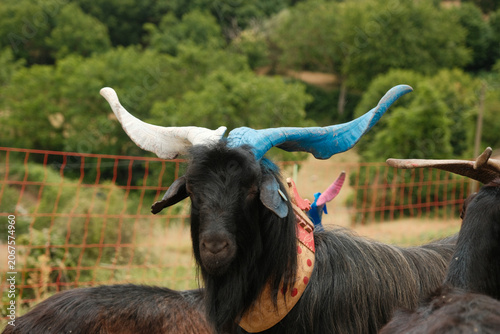 Black goat portrait with painted blue and white horns