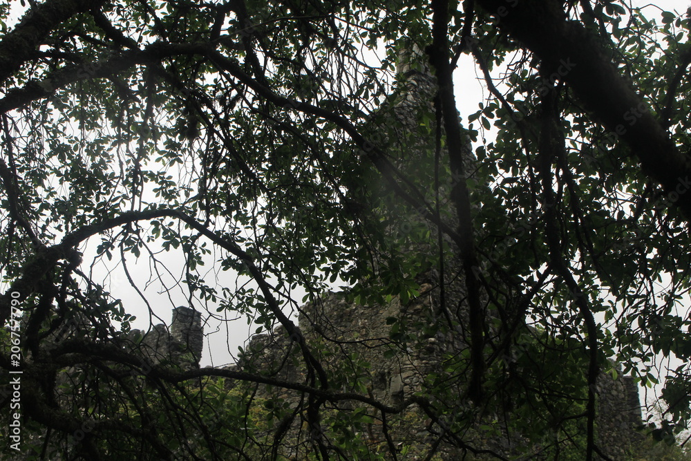Fototapeta premium Kilchurn Castle partially hidden behind ancient woodland branches in Scotland