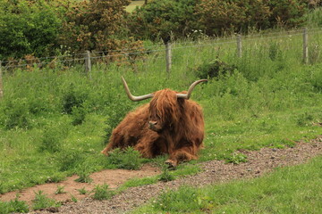 Resting Highland cow with long horns in the Scottish Highlands