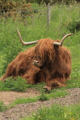 Resting Highland cow with long horns in the Scottish Highlands