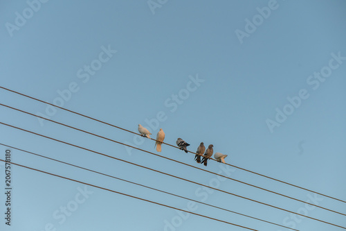 Birds perched on power lines under a clear blue sky at dawn creating a serene urban atmosphere