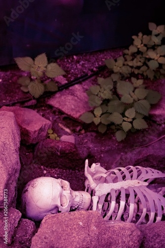 Canvas Print Amidst a lush garden, a delicate skeleton lies among stones, surrounded by vibrant foliage