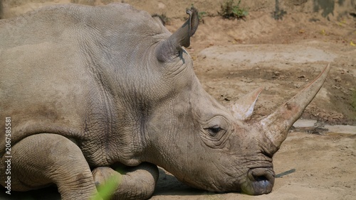 close up of sleeping white rhino, side portrait rhinoceros on the ground 