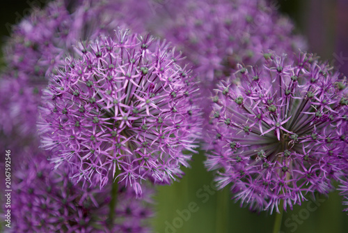 Allium Giganteum, decorative onion with round large purple flower heads. Close-up decorative onion