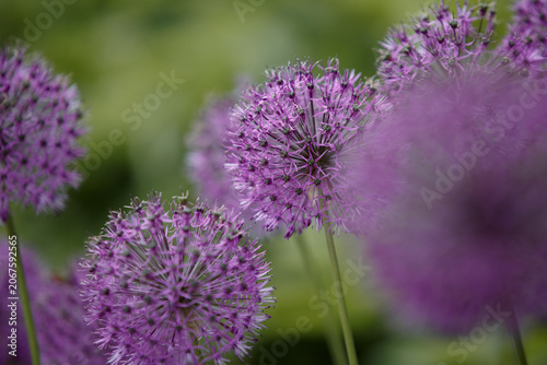 Allium Giganteum. Ornamental onion with round large heads of purple flowers. Purple flower head, giant ornamental onion in the garden