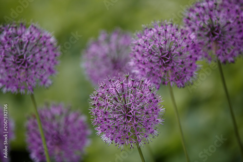 Allium Giganteum flower heads. Ornamental onion with round large heads of purple flowers on long stems. Close-up