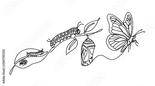 Konstfotografi Monarch butterfly life cycle continuous line art drawing with eggs caterpillar p