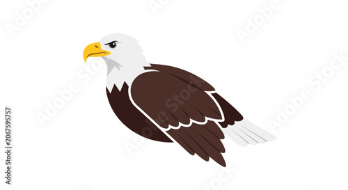 American Bald Eagle in Flight Profile.