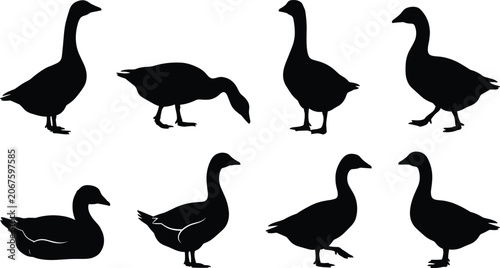 Tableau sur toile Set of goose silhouettes isolated on white background farm poultry bird vector collection