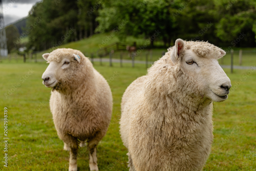 Fototapeta premium Two Woolly Sheep Standing Green Pasture