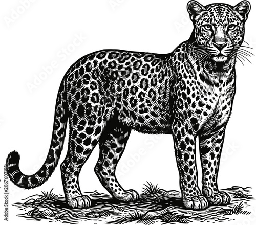 Stylized linocut illustration of a leopard standing on grassy ground, detailed fur pattern, wildlife portrait