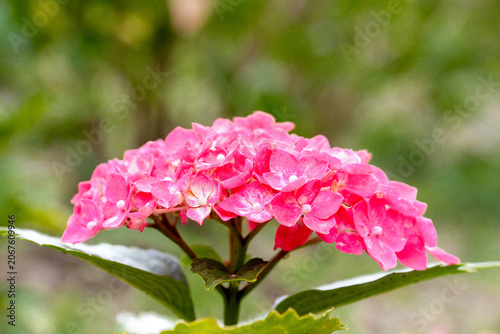 Vibrant Pink Hydrangea Flower Head in Full Bloom