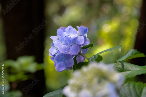 Blue-purple Hydrangea Flowers in Full Bloom