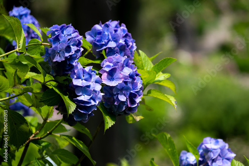 Blue-purple Hydrangea Flowers in Full Bloom