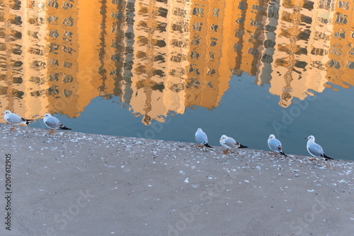 Seagulls perch on the embankment of a city river.