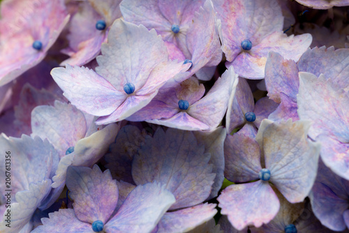 Pale Purple Hydrangea Flowers in Full Bloom