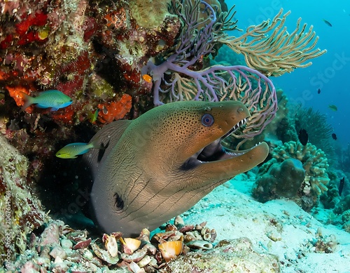 Moray Eel in Vibrant Coral Reef Environment.