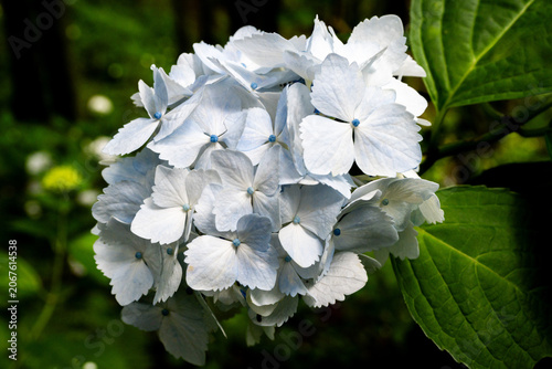 Pale Blue Hydrangea Flowers in Full Bloom