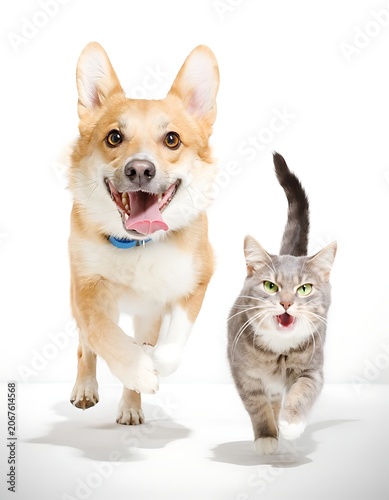 Playful corgi dog and gray cat walking together.