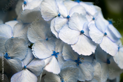 Pale Blue Hydrangea Flowers in Full Bloom
