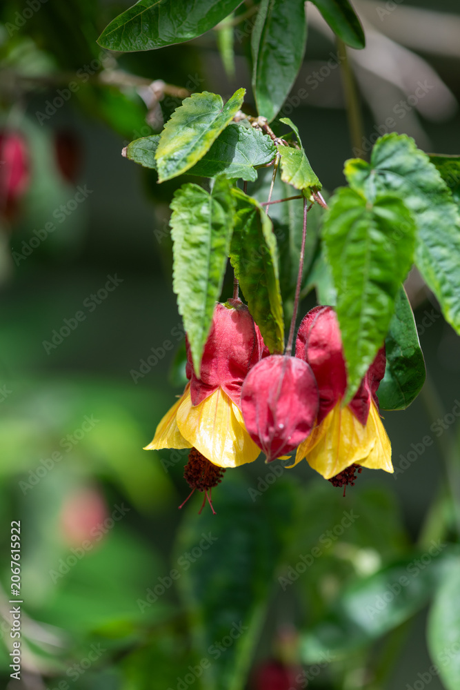 Fototapeta premium Close up of a trailing abutilon (abutilon megapotamicum) flower in bloom