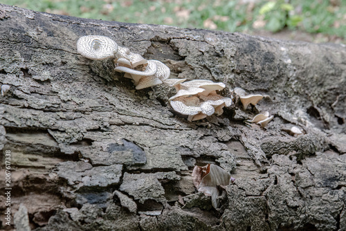 Low angle view of layered white forest mushrooms spreading across weathered wood, useful for ecological succession, fungal texture, decay, and woodland renewal themes