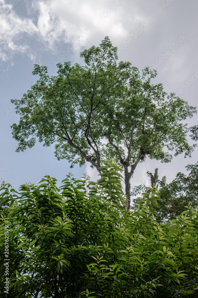 Fototapeta premium A tall tropical tree rises above foreground foliage into blue sky and soft clouds, creating a clean vertical nature scene for growth, aspiration, climate, and environment