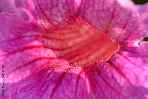 фотографія Delicate petals unveil intricate beauty of a vibrant pink flower in a lush garde