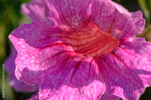 Vibrant close-up of a pink flower showcasing delicate textures intricate patterns in nature artistry