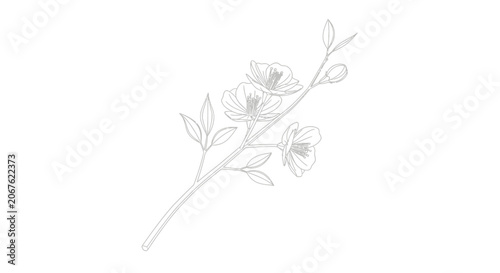 Minimalist Elegant Flower Branch Line Art Drawings