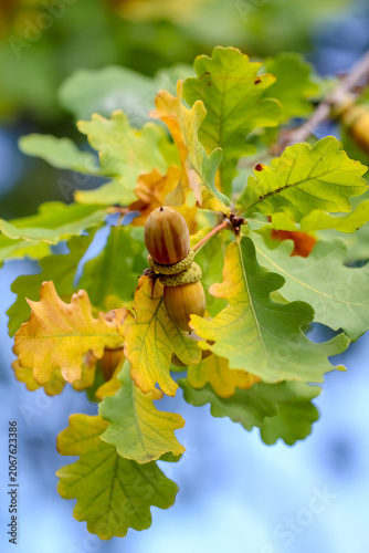 Ripe acorns. The acorn is the nut of the oaks and take between 5 and 24 months to mature. They play an important role in forest for many animals dependent on acorns and the predators of those animals.