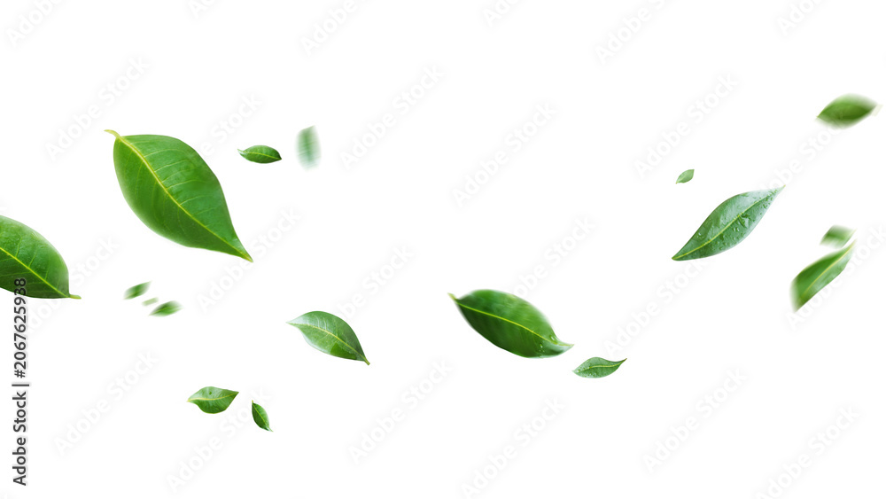 Fototapeta premium Flying green leaves on transparent free PNG background. Environment and ecology backdrop concept.