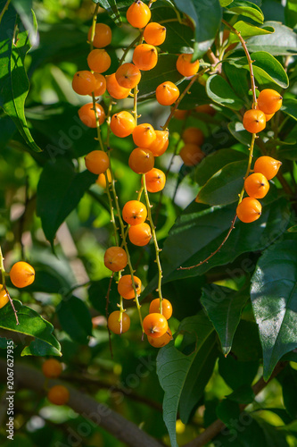 Фотография Vibrant orange fruits dangle from lush green branches under bright sunlight in a