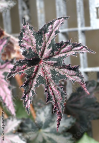 Obraz na płótnie Star-shaped leaf of Begonia Steve's Leaves Blizzard Bloom, featuring silvery and dark tones with vivid pink veins and serrated edges creating a dramatic appearance