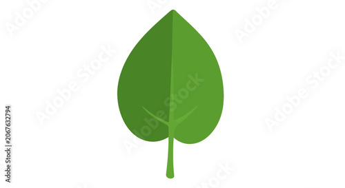 Green leaf with stem isolated.